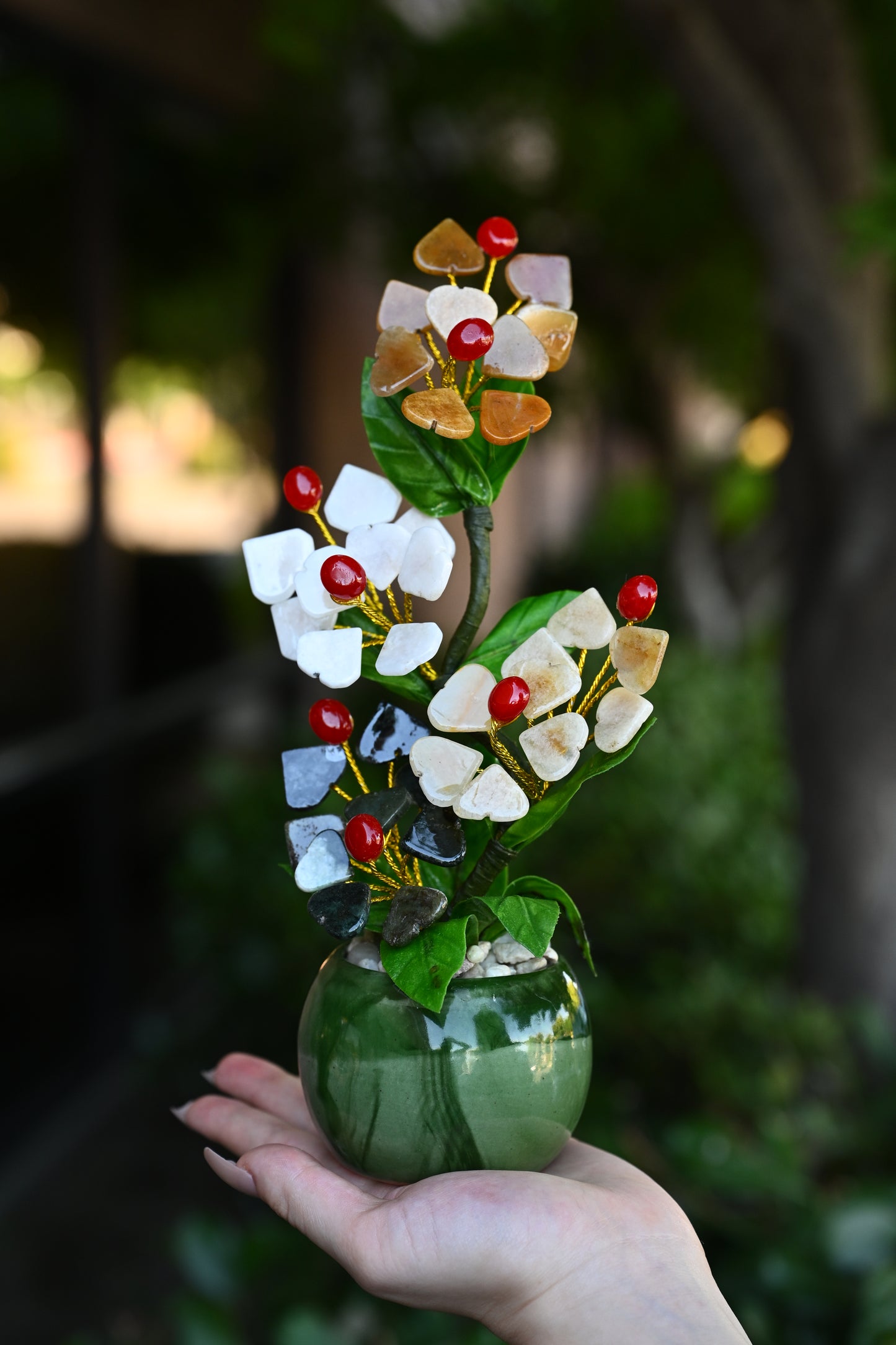Sakura Jade Plants