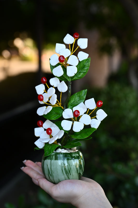 Sakura Jade Plants