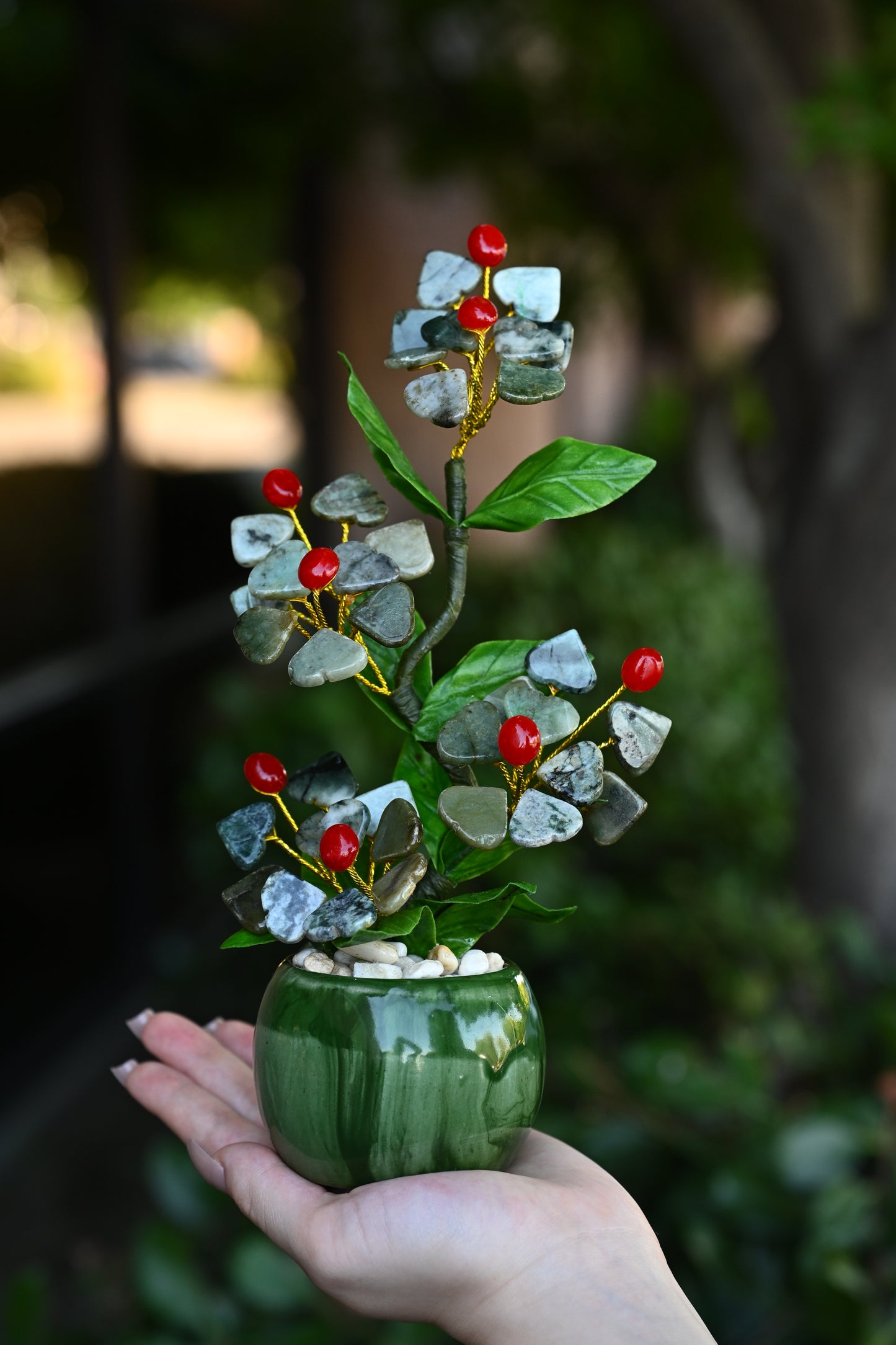 Sakura Jade Plants