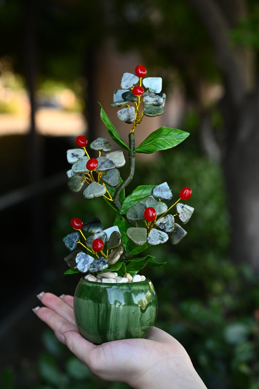 Sakura Jade Plants
