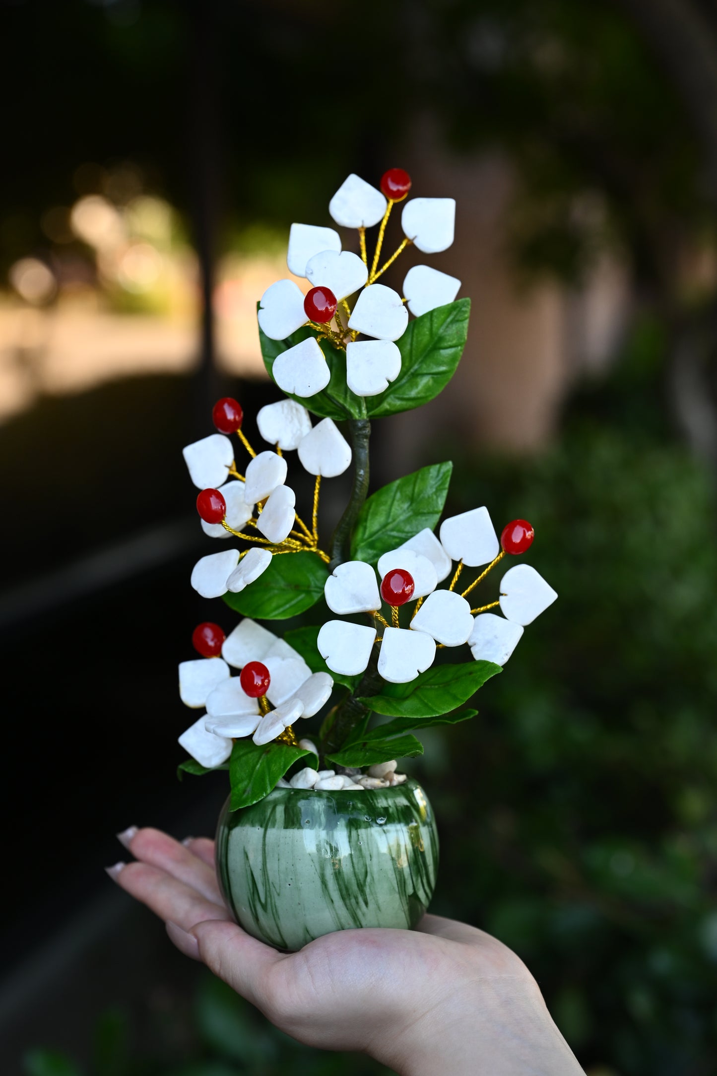 Sakura Jade Plants
